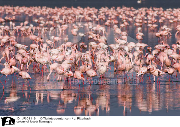 Kolonie Zwergflamingos / colonyof lesser flamingos / JR-01119